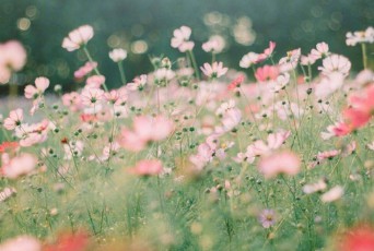 豆花视频免费网站入口 女孩名字常用字解释